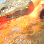 Call for Duluth Alligator Attack Video Testimonials