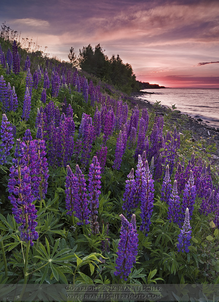 "Lupines on Fire" - captured along Lake Superior's North Shore