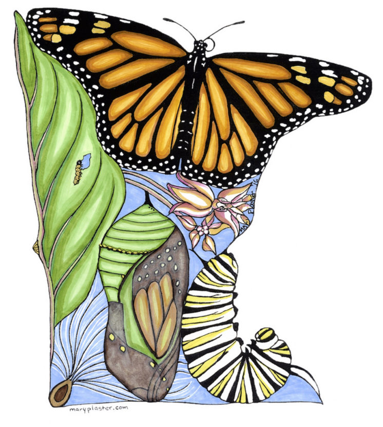 2016 Minnesota Monarch graphic: available as print, window cling, T-shirt or tank. 