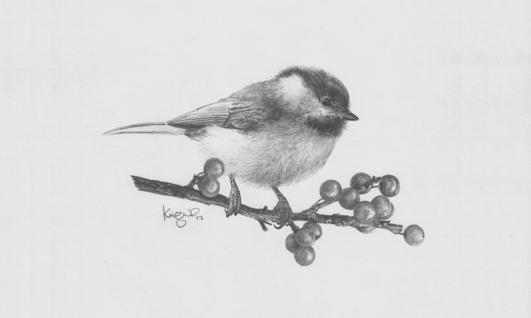 Chickadee – Pencil sketch.