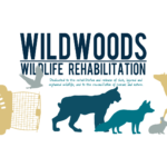 Wildwoods temporarily unable to accept animals