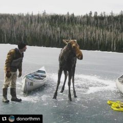 Moose on Hungry Jack Lake
