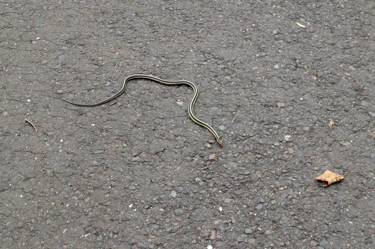 Snakes on the Trail