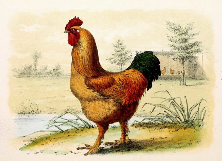 An illustration of a rooster .