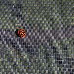 Duluth’s Asian Lady Beetle Invasion of 2017