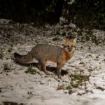 Video: Amity Creek Gray Foxes