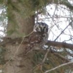 Video: Boreal Owl on Duluth Lakewalk