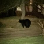 Bear cub sneaks into Duluth basement, trapped in laundry basket
