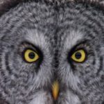 Clinton’s Critters: How Great Gray Owls Hunt