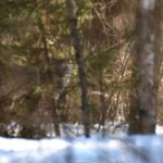 Shooting with Sparky: Canada Lynx Jinx Broken
