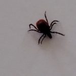 First Tick of the Year: 2019 Edition