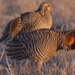 Shooting with Sparky: Greater Prairie Chickens