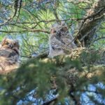 Video: Duluth Great Horned Owl Twins