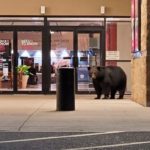 Noodles the black bear visits Miller Hill Mall