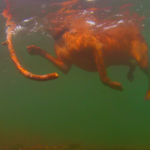 Dogs of Lake Superior