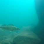 Fish Cam: In the Trench