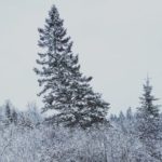 Selective Focus: November Snow Scenes