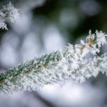 Selective Focus: Hoar Frost / Rime Ice