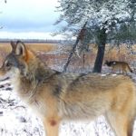 Voyageur Wolves: Cranberry Bay Pack