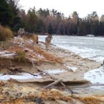 Video: Wolf pack on a beach in northern Minnesota