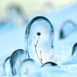 Selective Focus: Nature’s Winter Artistry
