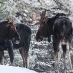 Shooting with Sparky: Odd Bull-moose Behavior