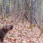The First Howls of a Minnesota Wolf Pup