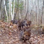 Eight Wolf Pups Scampering Along the Trail