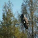 Great Gray Owl Tightrope Walking