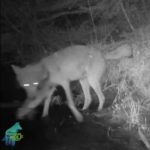 The Fishing Wolves of Voyageurs National Park