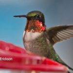 The Slice: Where the Hummingbirds Go