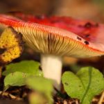 Selective Focus: Mushrooms