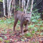 Video: Elusive Northern Minnesota Lynx