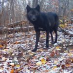 Video: Black Wolf in Voyaguers National Park