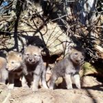 Video: Five wolf pups emerging from a cedar tree den