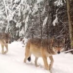 Minnesota Wolf Pack Sauntering Through a Winter Wonderland