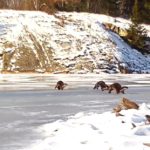 Wolves, Otter, Beaver and a Red Fox
