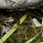 St. Louis River frogs devouring mayflies