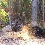Video: Black bear rolling around in sawdust