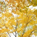 The Slice: Fall Colors at Downer Park