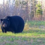 Big, fat black bear montage / wolves eating blueberries