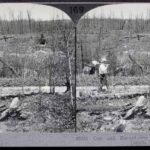 Cut- and Burned-over Timber Land near Duluth
