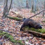 The Moss-covered Log: A Wildlife Hotspot