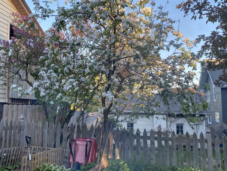 Springtime bloooming apple tree