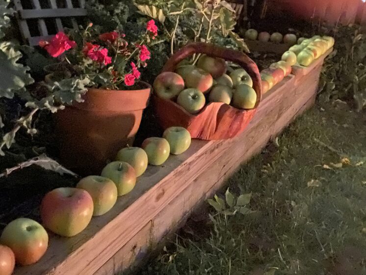 apples lined up as far as you can see