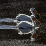 Pelicans at Chambers Grove Park