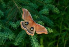 Antheraea polyphemus Polyphemus moth 7757 Family Saturniidae Skogstjarna Carlton Co MN IMG