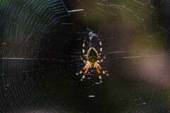 Araneus nordmanni Nordmann's Orbweaver Cotton School Forest PIne Warbler Woods Sax Zim Bog MN DSC05648