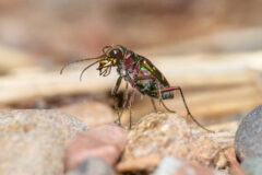 Cicindela limbalis Common Claybank Tiger Beetle Mission Creek Fond du Lac Duluth MN IMG