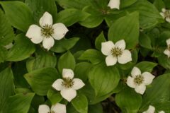 Cornus canadensis 221